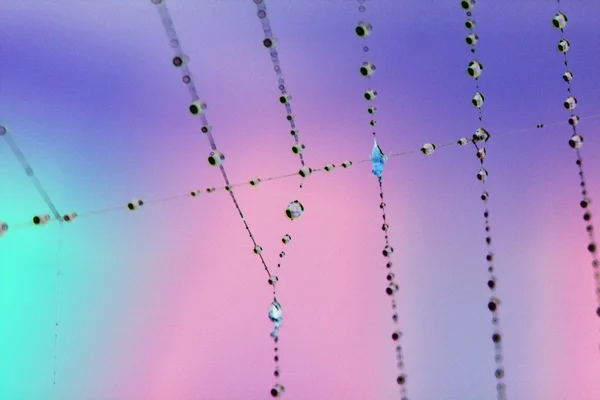 Spindelnät med dagg — Stockfoto