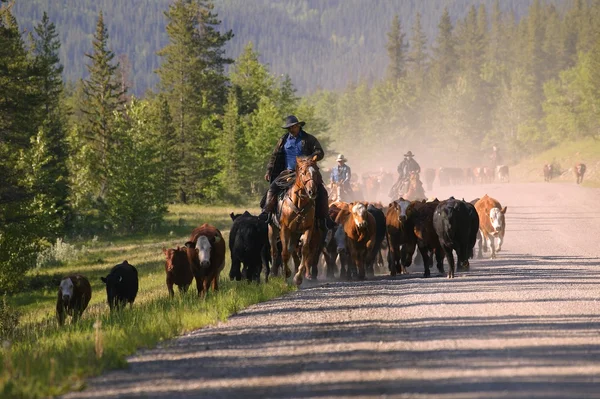 Cattle Herding — Stock Photo, Image