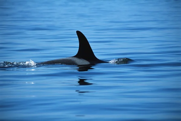 Dorsal fin van walvis — Stockfoto