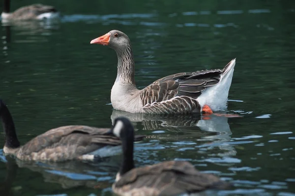 Ducks Swimming In The Pond — Stock Photo, Image