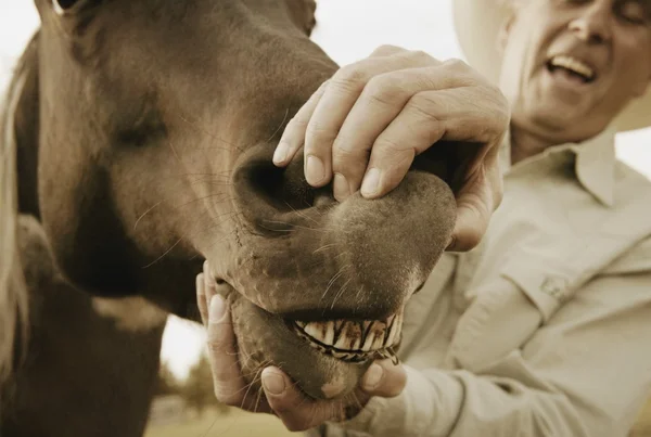 Cavallo che mostra denti — Foto Stock