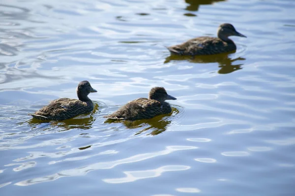 Patos nadando em uma lagoa — Fotografia de Stock