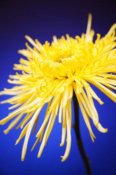 Bright Yellow Flower Isolated — Stock Photo, Image