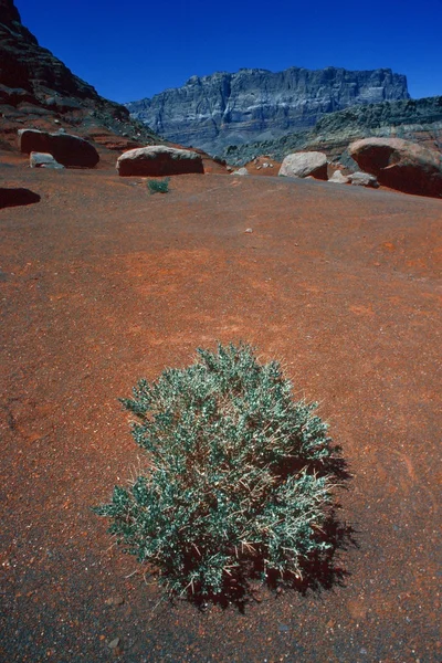 Krzew na pustyni z czerwonej ziemi i góry — Zdjęcie stockowe