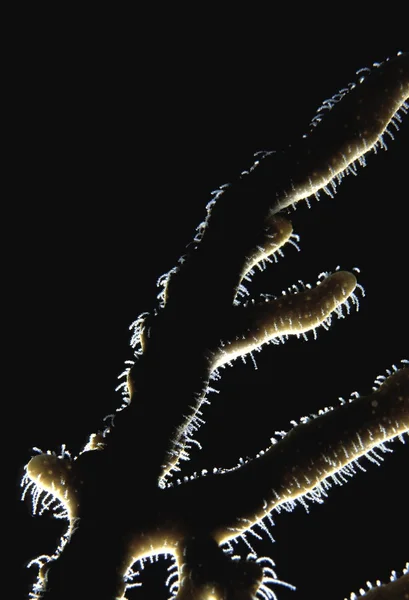 Coral With Light Behind It — Stock Photo, Image