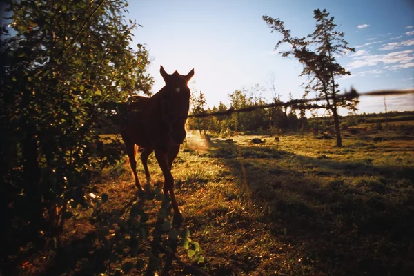 Silhouette De Cheval Le Matin — Photo