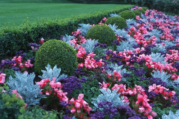 Blue And Red Flowerbed — Stock Photo, Image