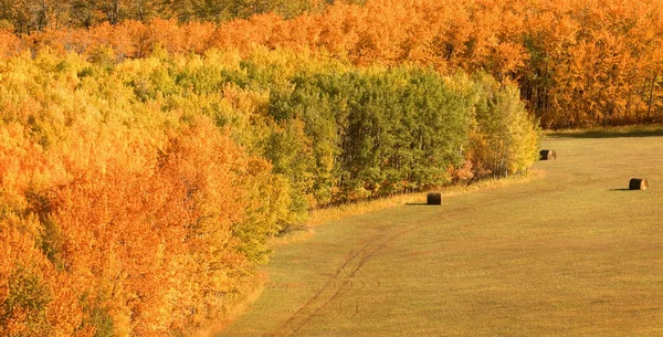 秋の俵のフィールド — ストック写真
