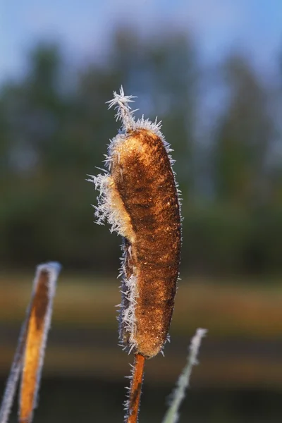 Pussy Willow — Stock fotografie