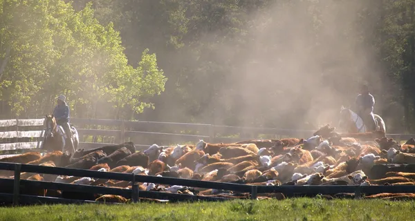 Cowboys, die Rinder hüten — Stockfoto