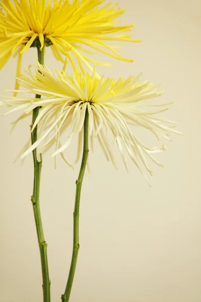 Élénk sárga virágok — Stock Fotó