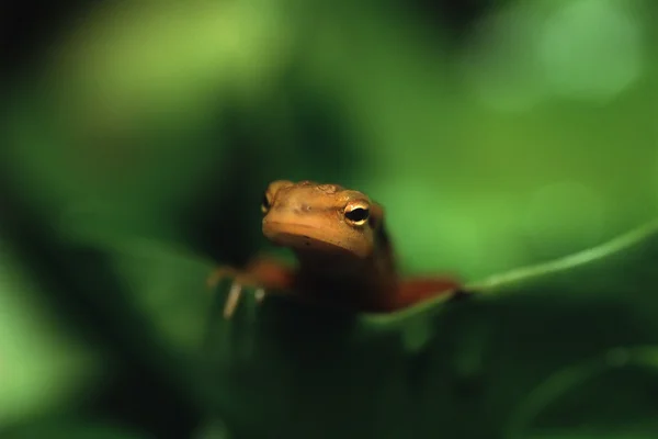 Newt op blad — Stockfoto