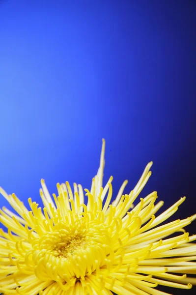 Flor amarilla brillante — Foto de Stock