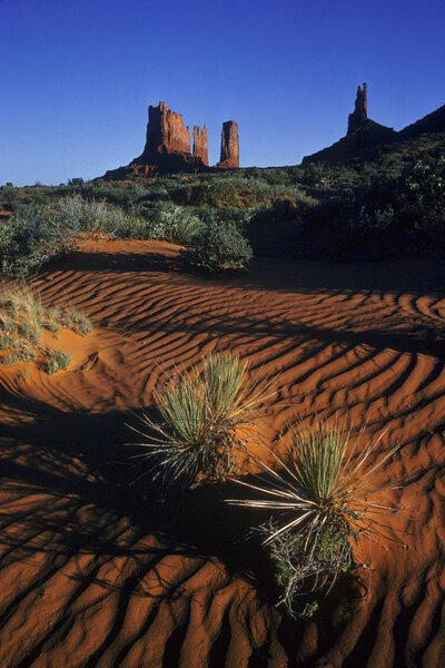 Rippled Sand And Desert Vegetation