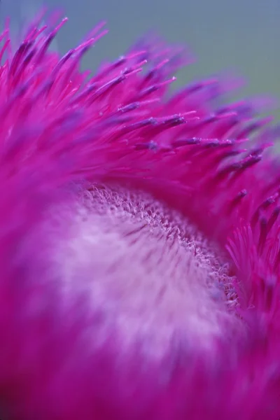 Flor rosa fucsia —  Fotos de Stock