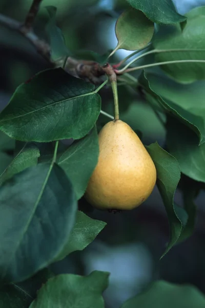 Pear On Tree — Stock Photo, Image
