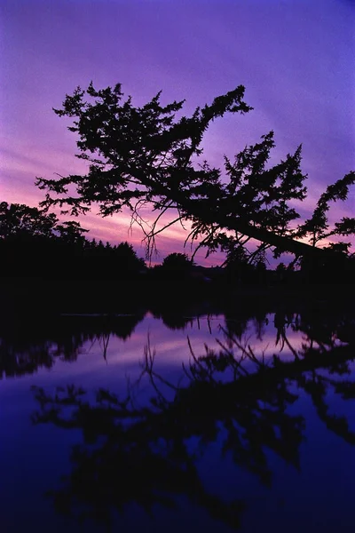 夕阳与湖和树 — 图库照片
