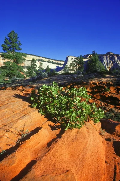 Planta del desierto — Foto de Stock