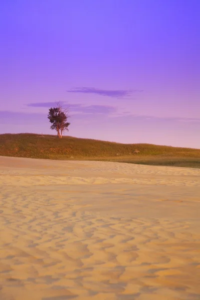 Árvore no deserto — Fotografia de Stock