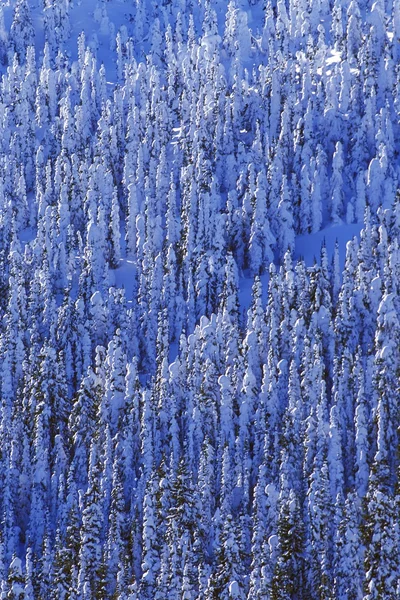 Winter bomen — Stockfoto