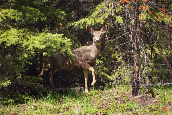 Deer In The Trees — Stock Photo, Image