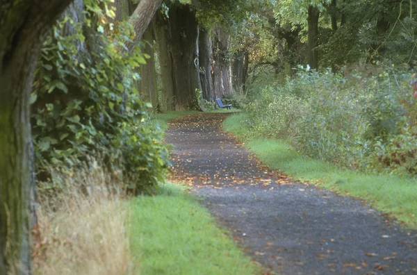 Woodland Walk — Stock Photo, Image