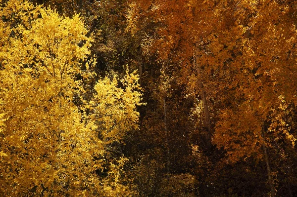 Herfst bomen — Stockfoto