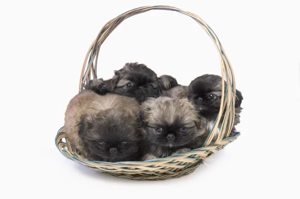 Pekín cachorros en cesta —  Fotos de Stock