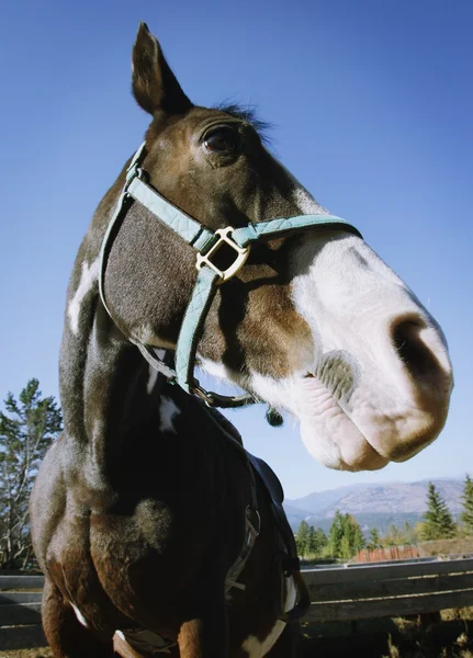 Porträtt av en häst — Stockfoto