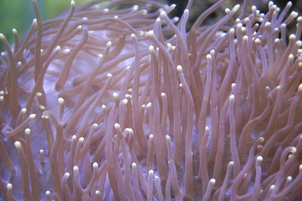 Rosa Seeanemone — Stockfoto