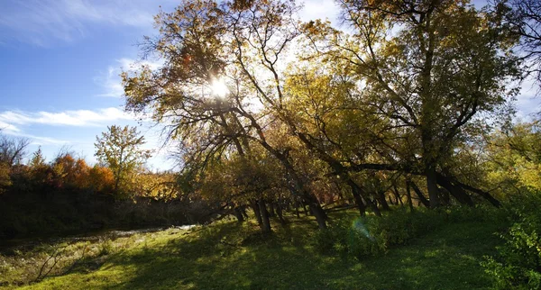 Oude bomen — Stockfoto