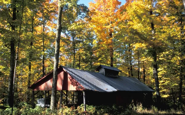 Un bâtiment rustique dans la forêt — Photo