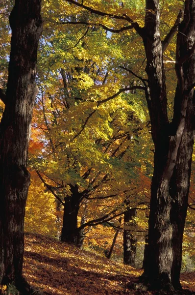 秋天的林地 — 图库照片