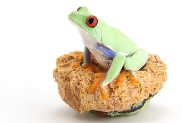 Rotäugiger Laubfrosch — Stockfoto