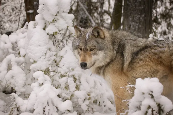 Wolf in de natuur — Stockfoto