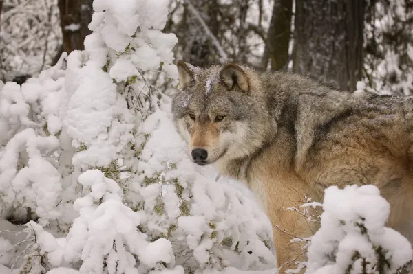 Lobo en la naturaleza —  Fotos de Stock