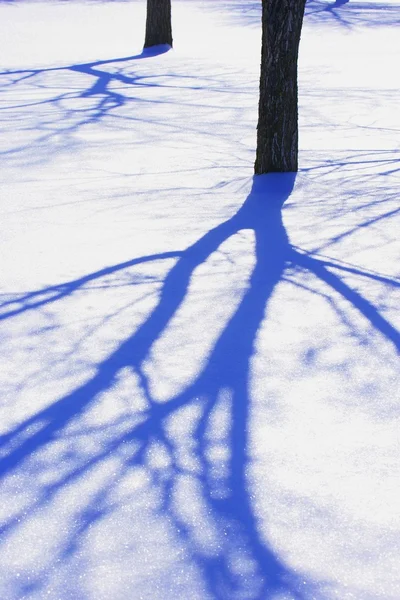 Shadow Of Tree Branch — Stock Photo, Image