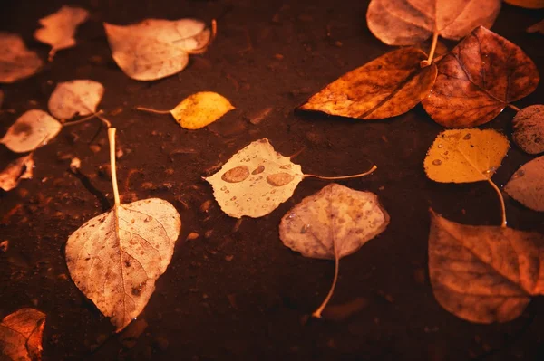 Feuilles sur le sol dans l'eau — Photo