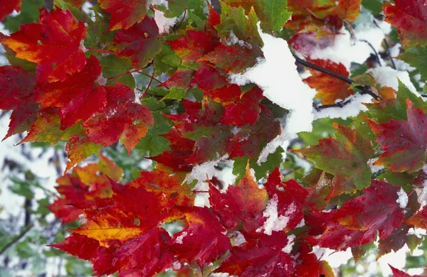 Leaves In Snow — Stock Photo, Image