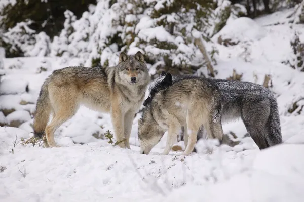 Tres lobos en la nieve — Foto de Stock