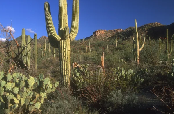 Különböző kaktuszok — Stock Fotó