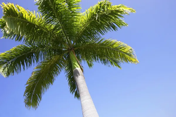 Palm Tree — Stock Photo, Image