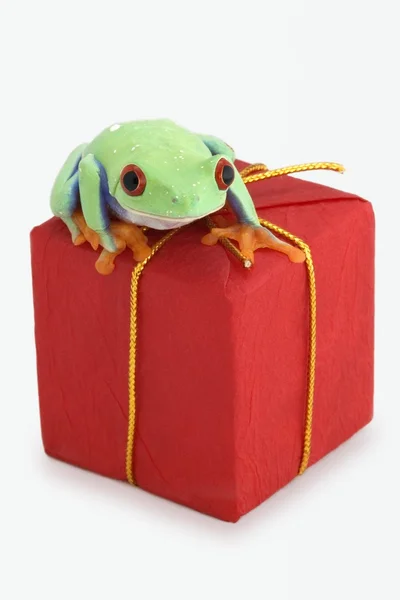 Frosch sitzt auf rotem Paket — Stockfoto