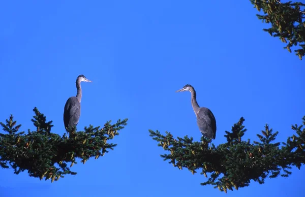 Par de pássaros empoleirados na árvore — Fotografia de Stock