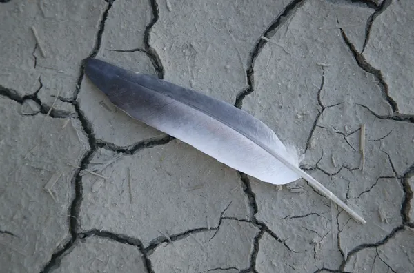 Una pluma en suelo agrietado — Foto de Stock