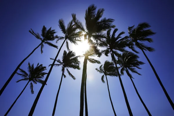 Palm stromy, Havaj, usa — Stock fotografie