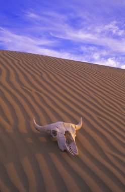 Skull In Desert clipart