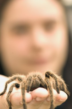 büyük tarantula örümceği holding