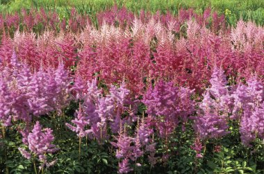 pembe astilbe grupları