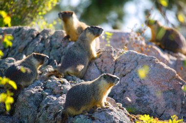 Group Of Gophers clipart